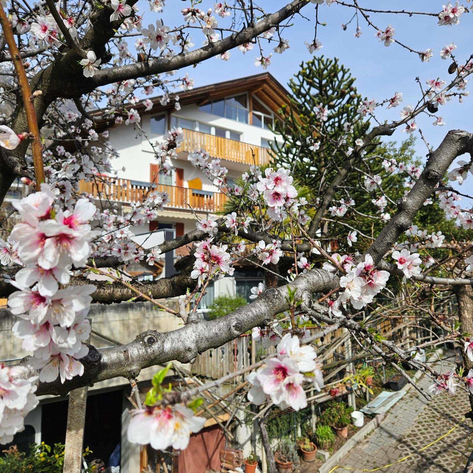 Bed and Breakfast Garni Unterwegguetl Натурно Экстерьер фото